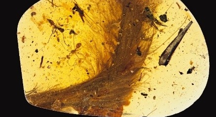 99 million year-old amber with dinosaur tail trapped inside. Photo: Ryan McKellar / Royal Saskatchewan Museum