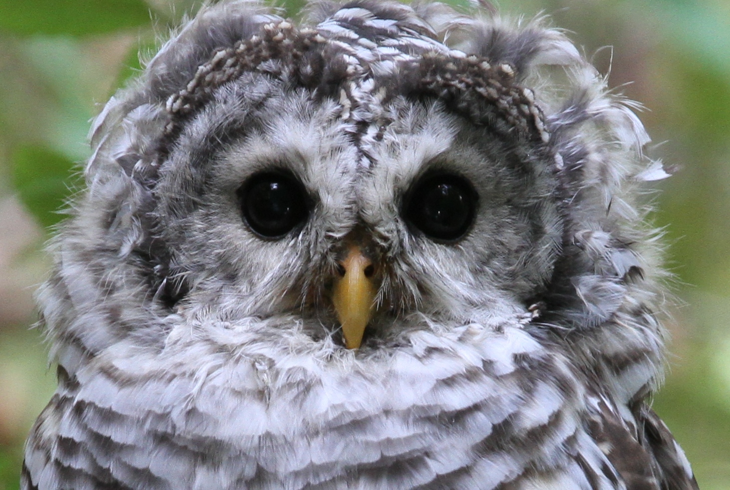 Am adorable young barred owl will be featured high in the tree!