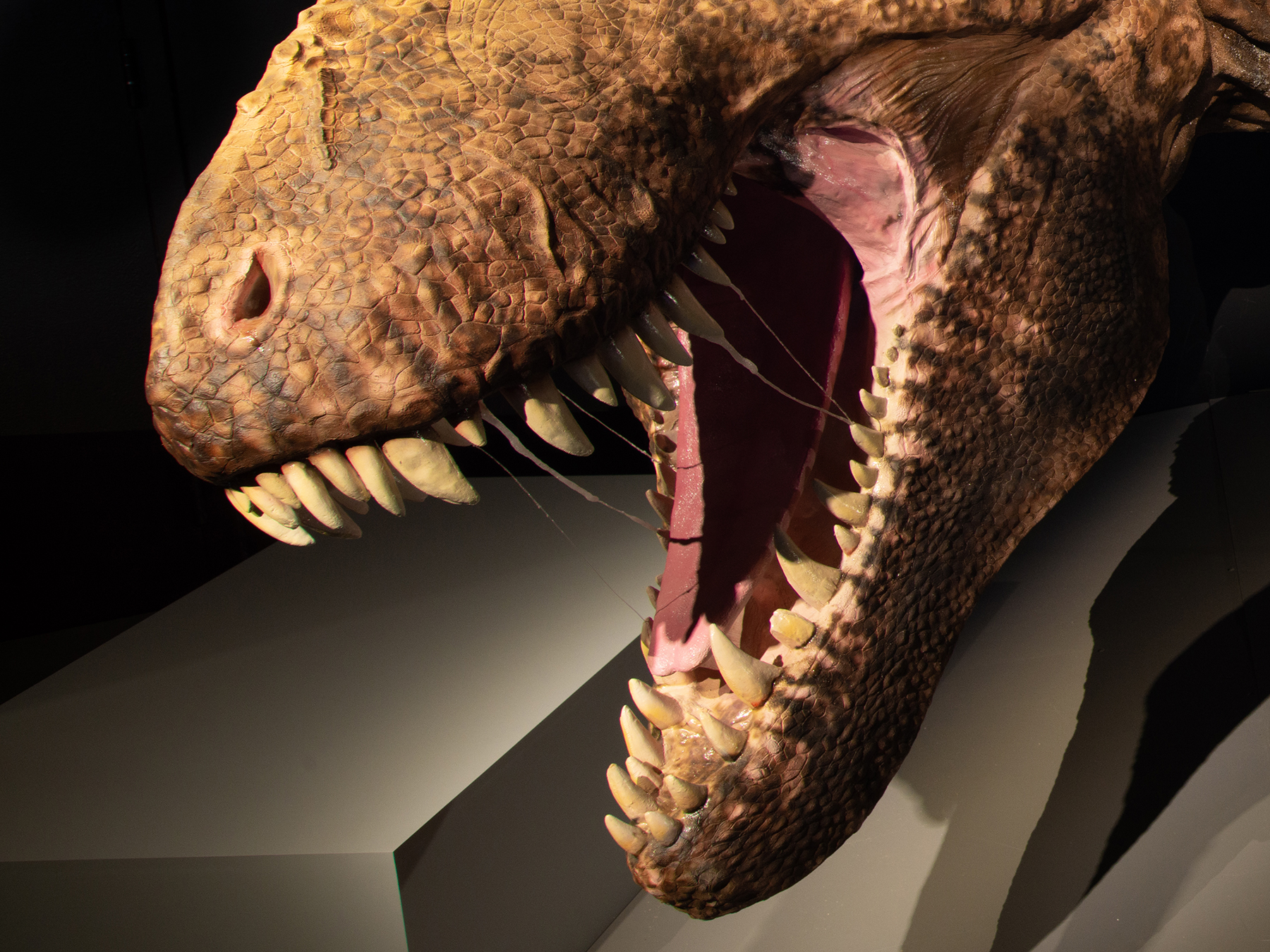 What Dinosaur Would the Tyrannosaurus Rex Have Been Afraid of