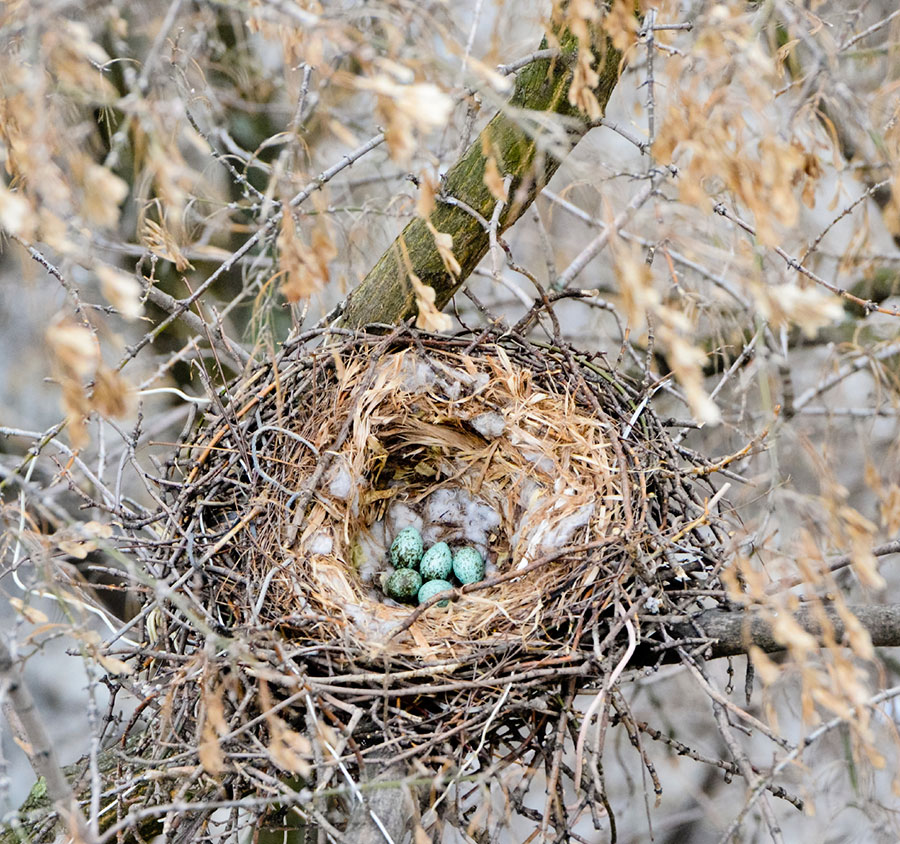 Ces oiseaux construisent des nids, les femelles choisissent les meilleurs 