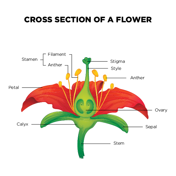 This image has an empty alt attribute; its file name is FlowerAnatomy-1.jpg