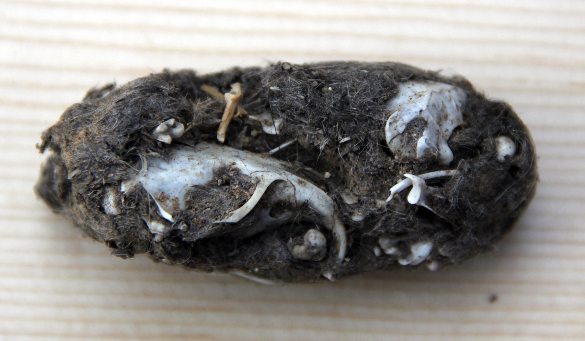 Owl pellets guide: how to identify and dissect - Discover Wildlife