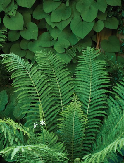 This image has an empty alt attribute; its file name is SwordFern-1.jpg