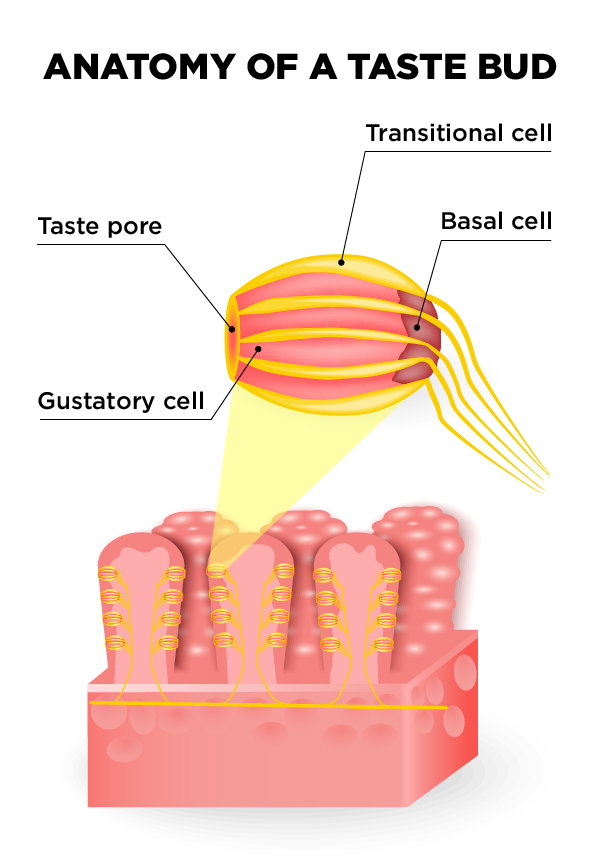 how long does it take to get your taste buds back after radiation how long does it take to get your taste buds back after radiation