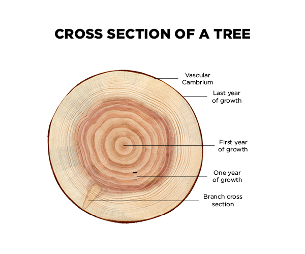 Each year, a tree grows a new layer of wood under its bark. By counting the  layers, you can discove… | Reading tree, Independent reading activities,  Book activities