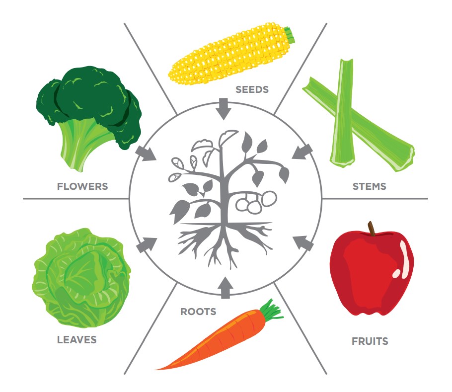 Resultado de imagen de parts of plants we eat