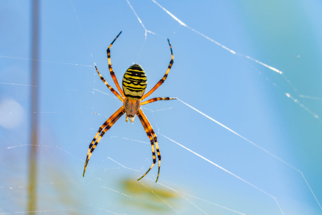 Wasp spider