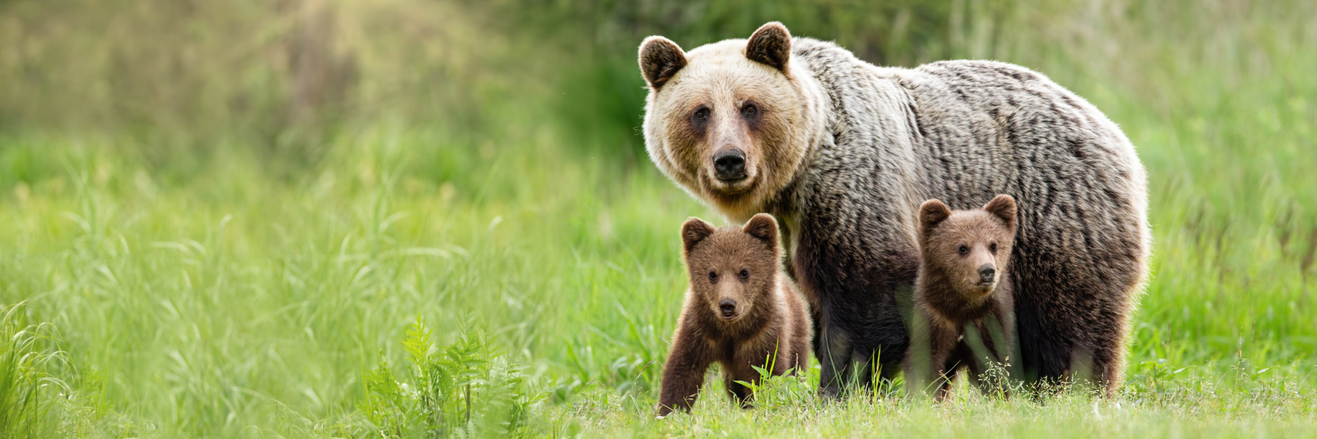 GRIZZLY BEAR definition and meaning