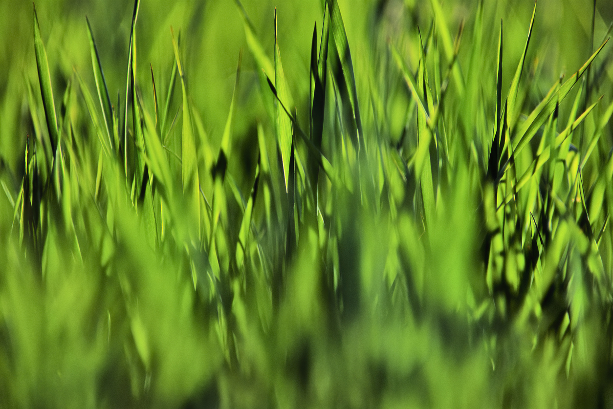 grasstouchgrass｜TikTok Search