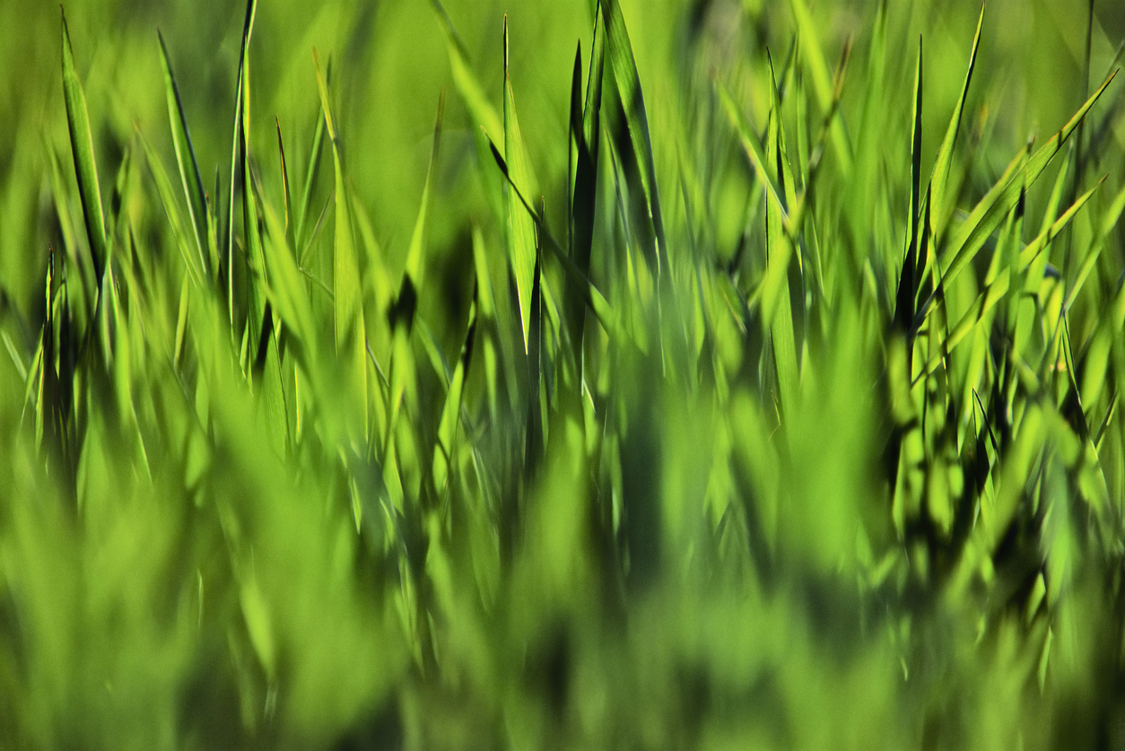 Touch Grass: BC's Nature-Prescription Program Operates Across Canada