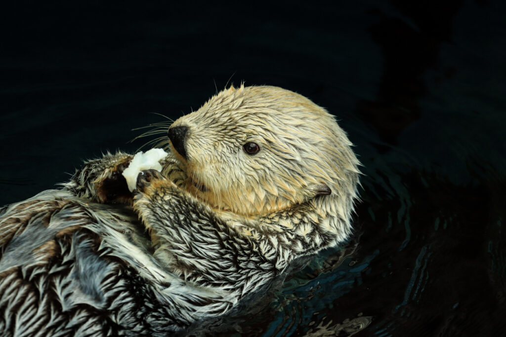 Sea otter fur coat deals