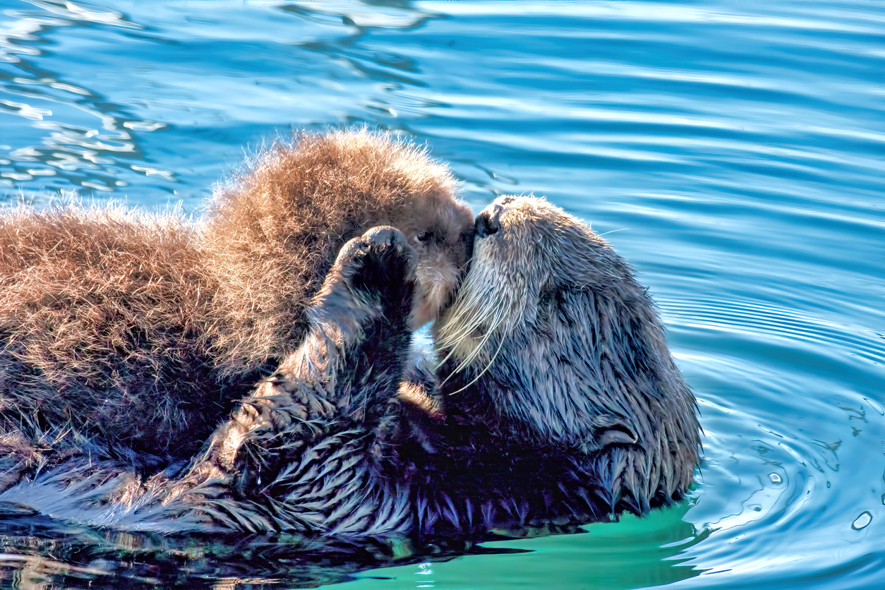 Sea Otter Grooming