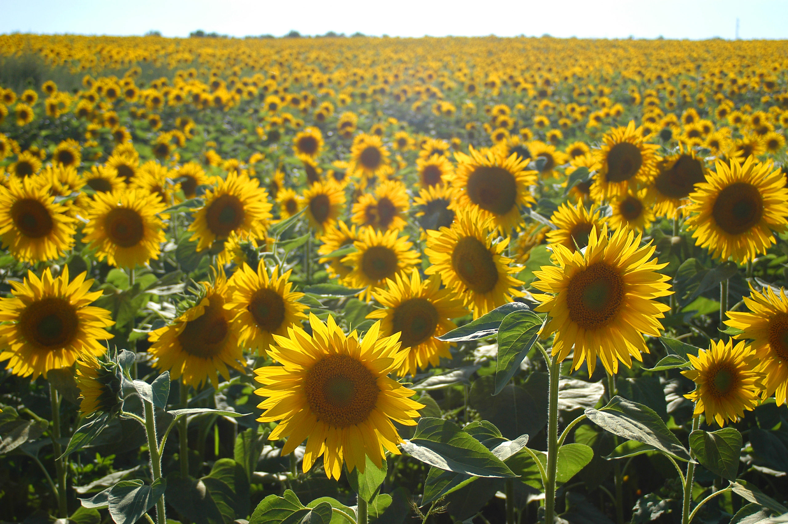 Sunflowers for our #BlackHistoryMonth series.