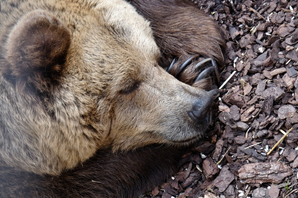Do bears actually hibernate? - Science World