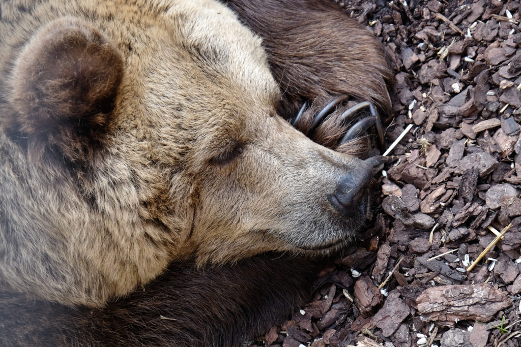 GRIZZLY BEAR definition and meaning