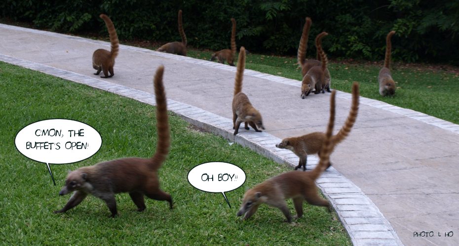 Ever Wonder About Furry Mexican Animals? - Science World Ever Wonder About Furry Mexican Animals? - Science World