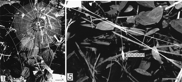 Figure 1: Typical and Modified Webs of the Orb Weaver Spider documented by W. Eberhard for the Journal of Arachnology 