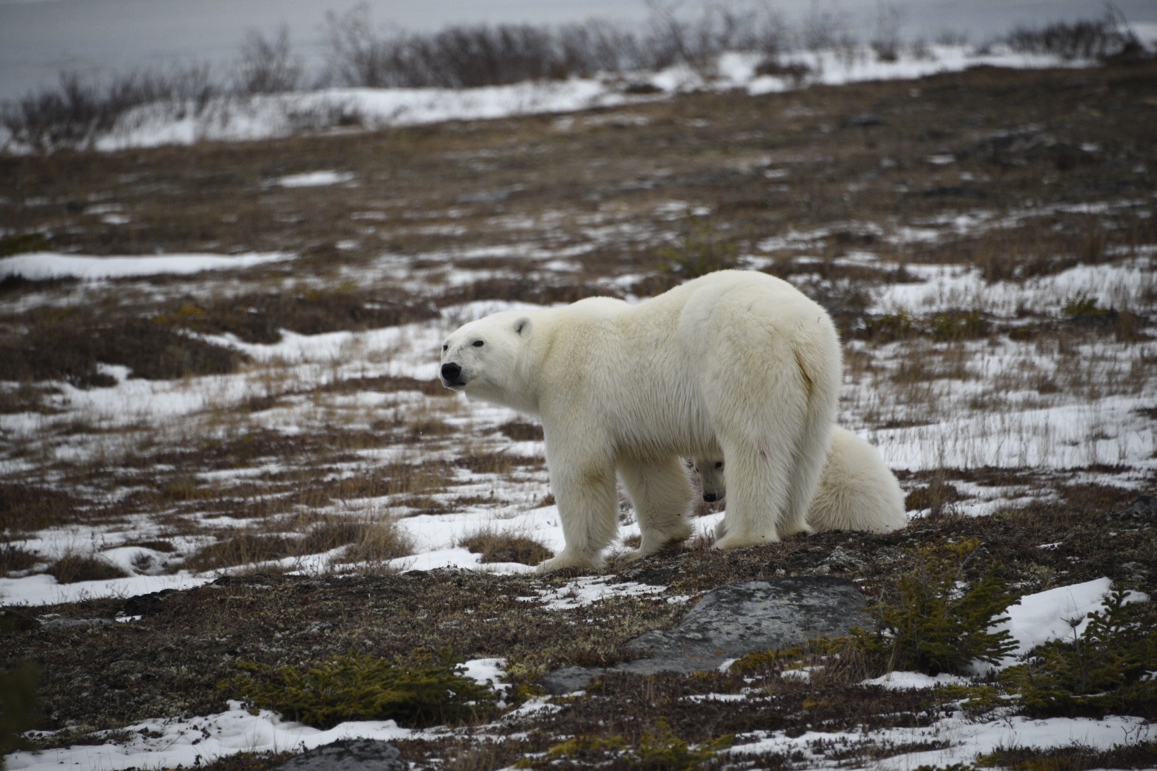 Polar Bears