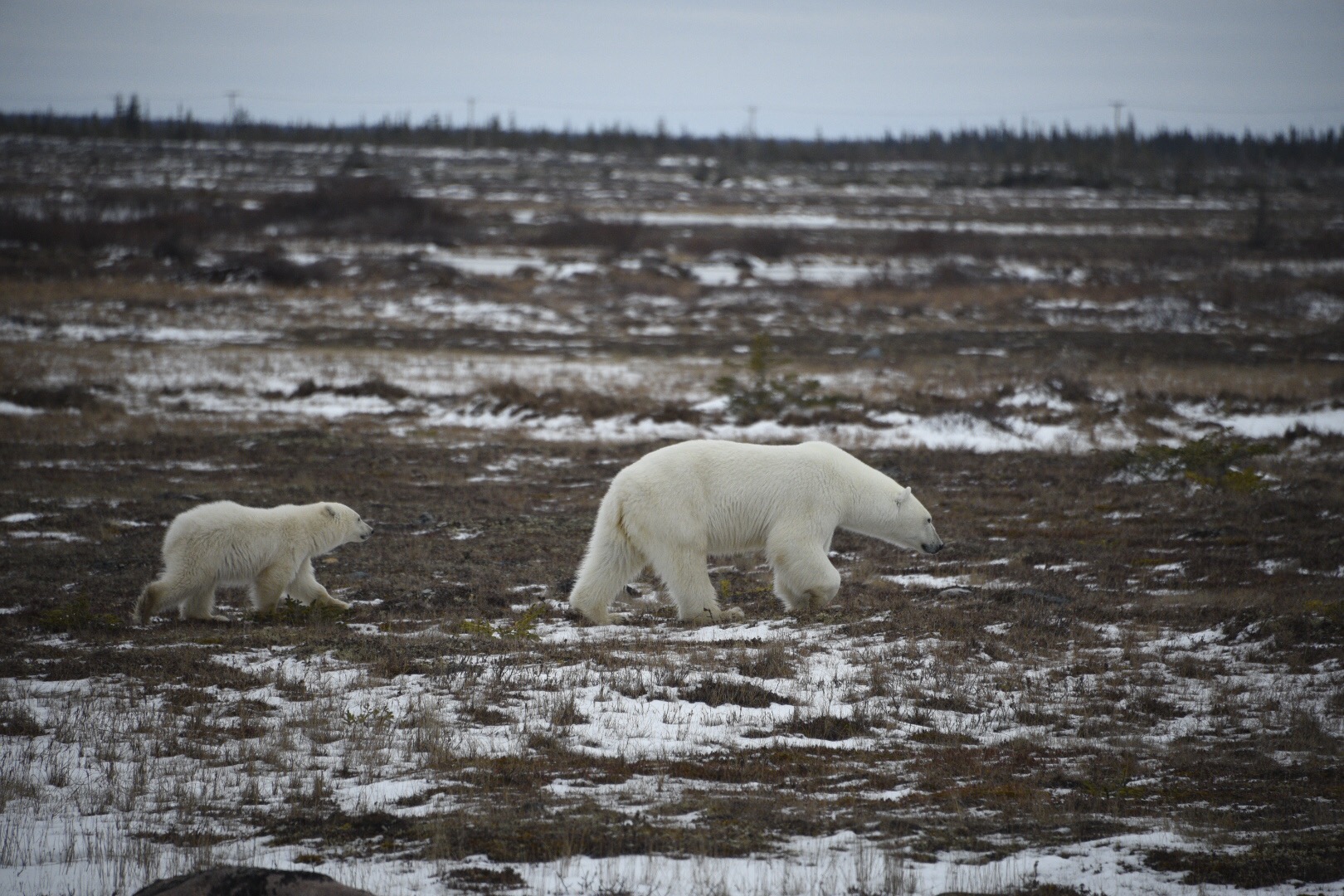 polar bears