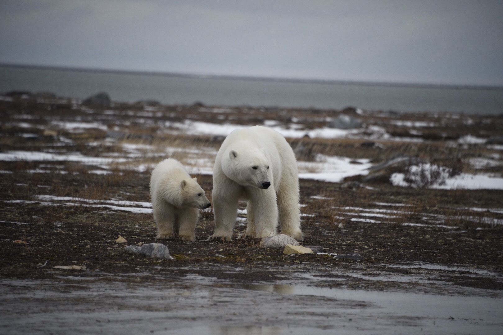 Polar Bears