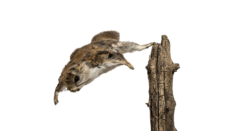 Placental Mammals and Their Marsupial Counterparts - Science World Placental Mammals and Their Marsupial Counterparts - Science World