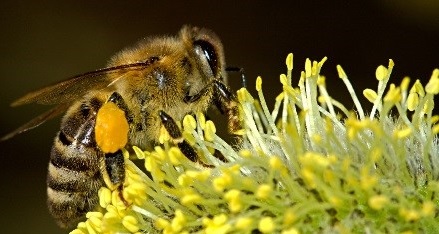 A bee collecting nectar from a plant. Photo by: Jani Ravas in public domain