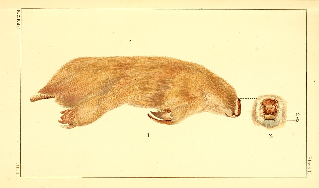 Placental Mammals and Their Marsupial Counterparts - Science World Placental Mammals and Their Marsupial Counterparts - Science World