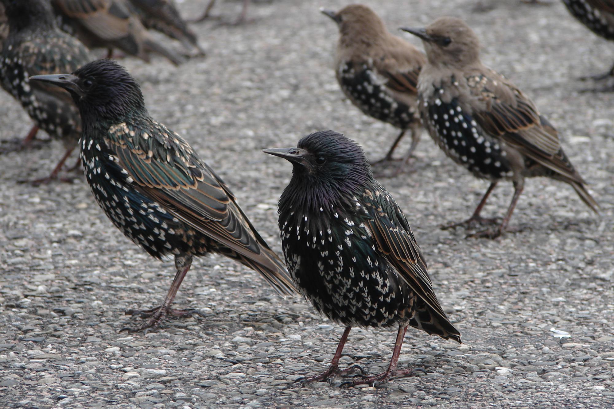 Here S How To Stop A Flock Of Starlings Causing A Serious Pest Problem