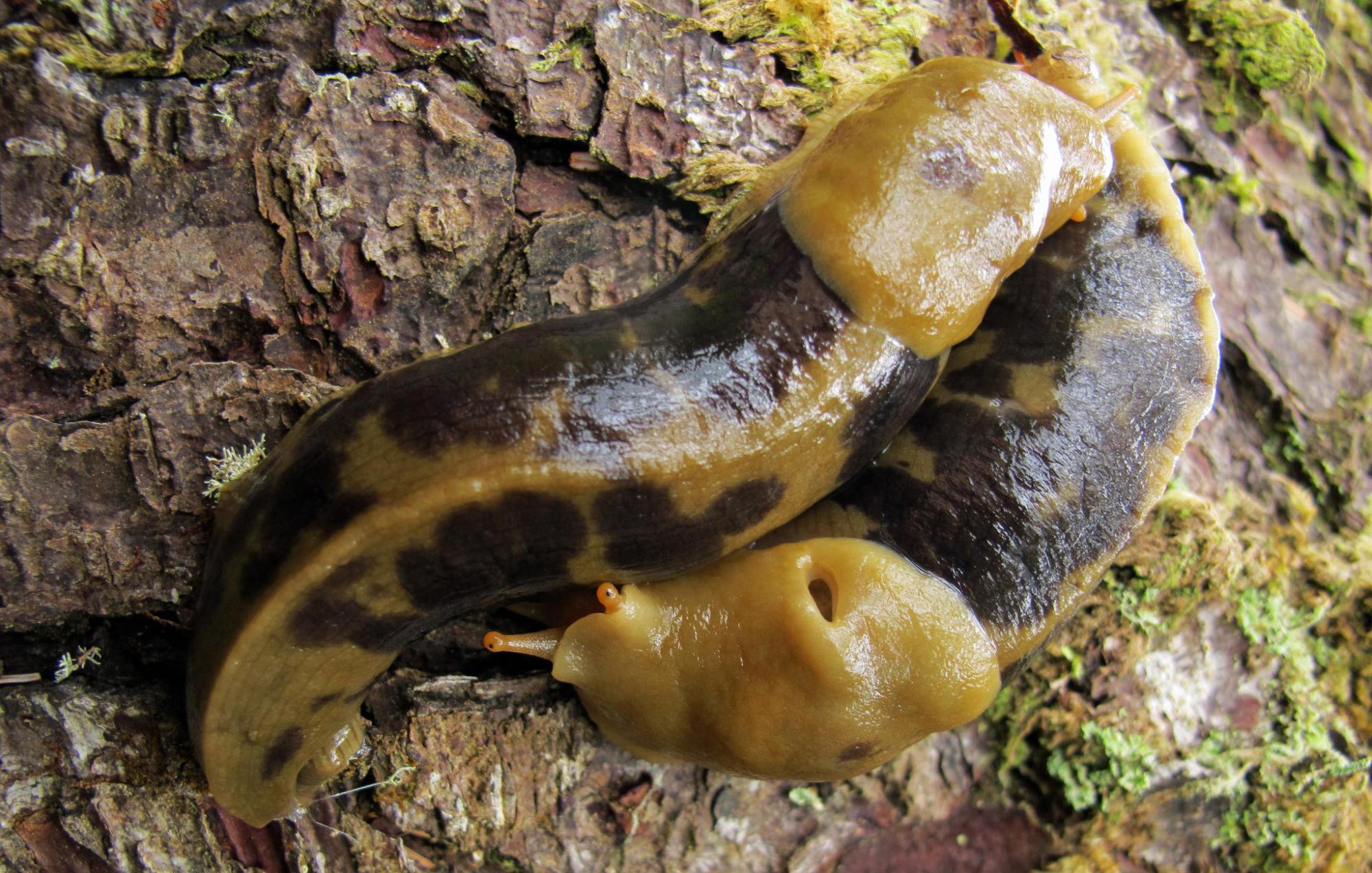Banana slugs about to get frisky. Google apophallation to learn more, but.. brace yourself.