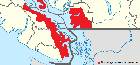 American bullfrogs have the potential to wreak havoc in B.C. watersheds -  Langley Advance Times