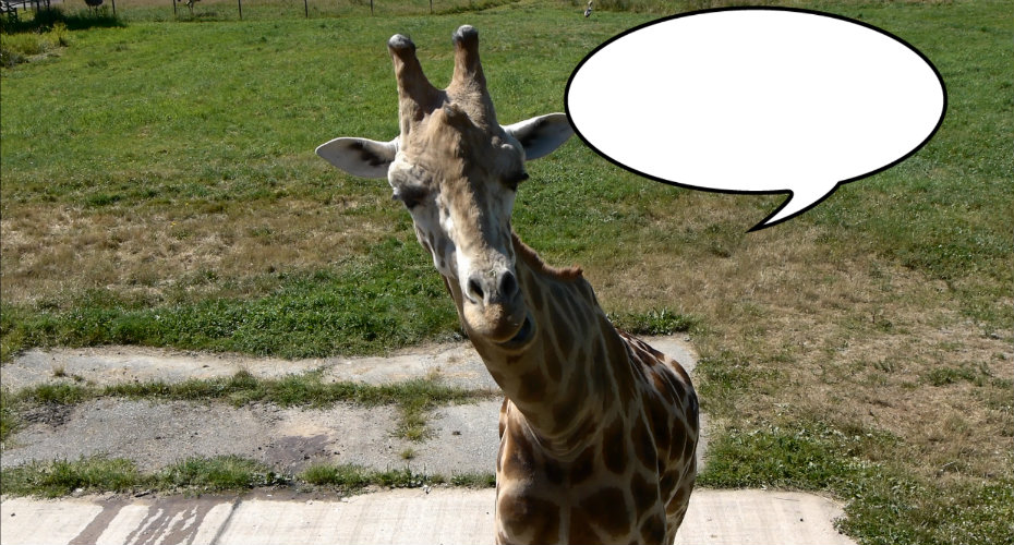 sound that a giraffe makes sound that a giraffe makes