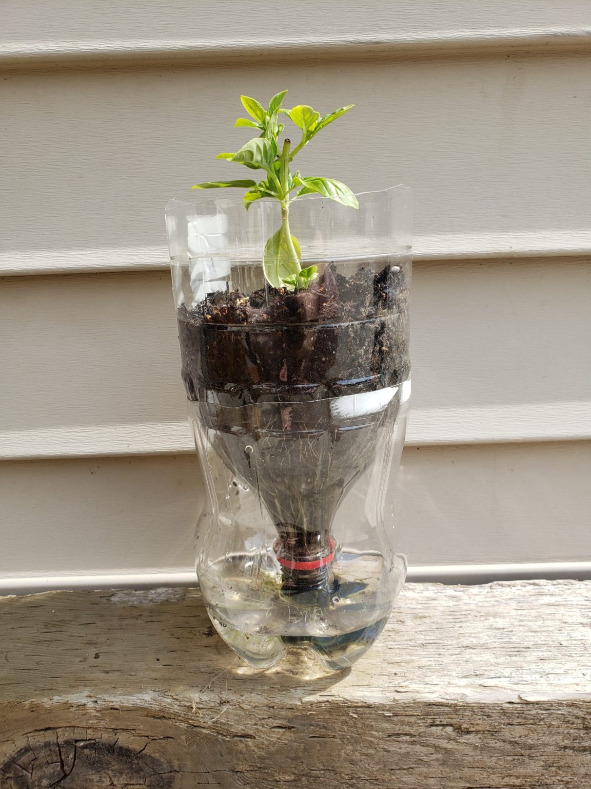 Self Watering Planter Science World